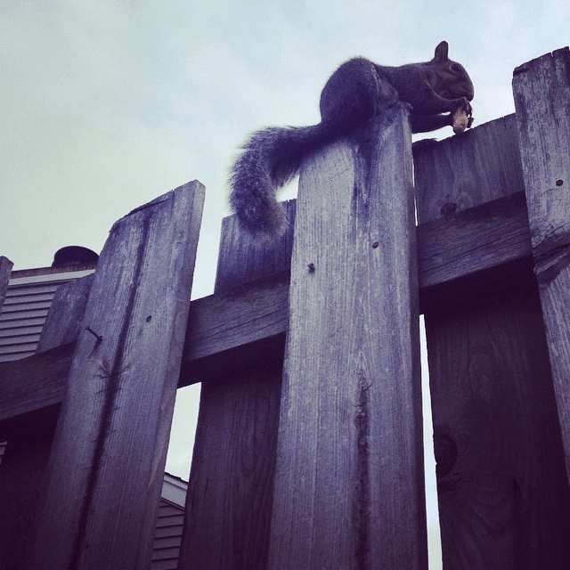 fearless the squirrel atop the fence