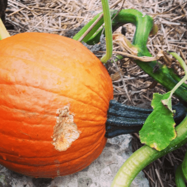 our one pumpin this year