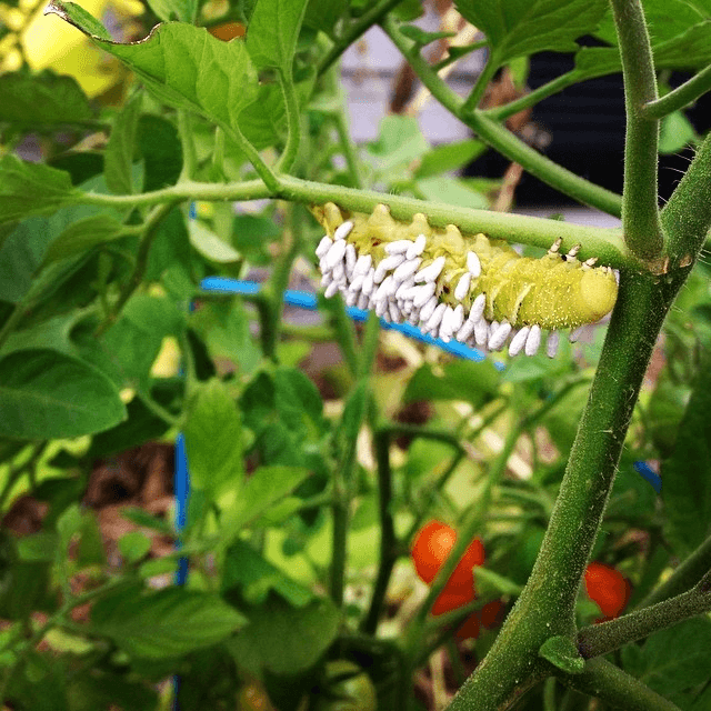 tomato hook worm with wasp cocoons