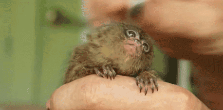 brushing a mini monkey with a toothbrush