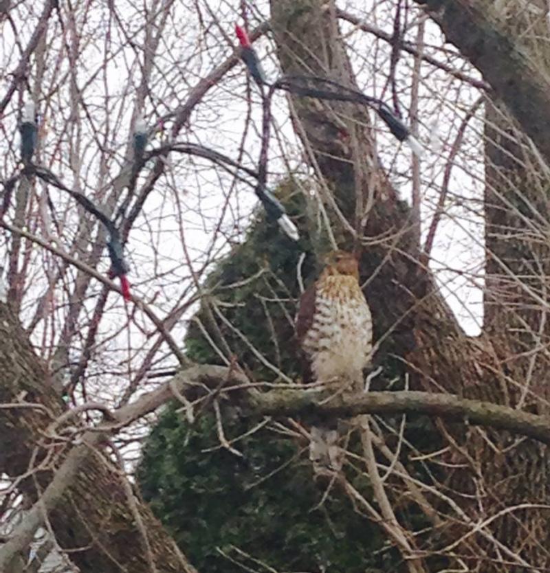hawk was just chilling out front today
