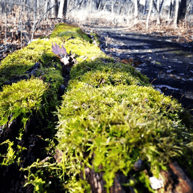 moss on a log from our hike today