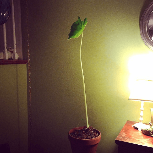 tall elephant ear