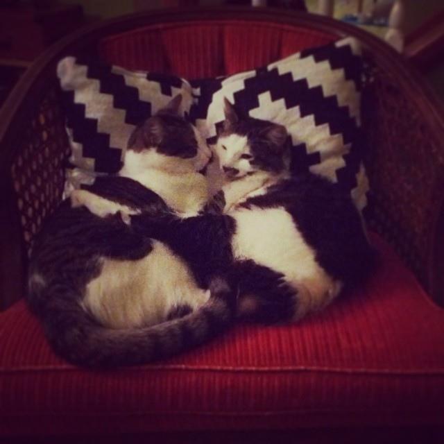 cats in a chair