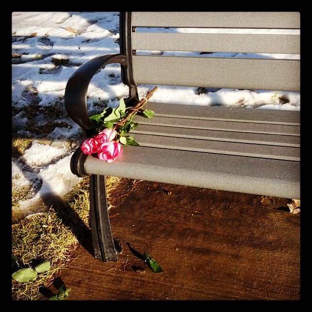 park bench roses