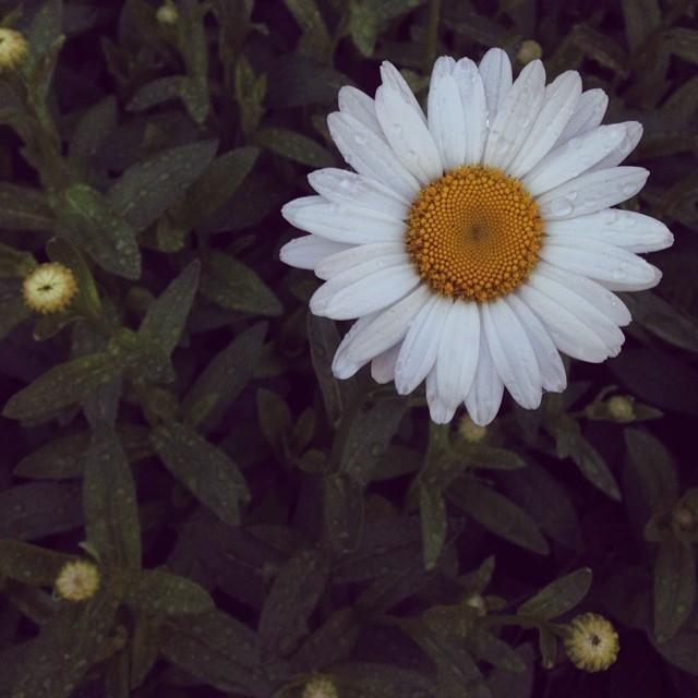 snapped this daisy as i was leaving for work this morning