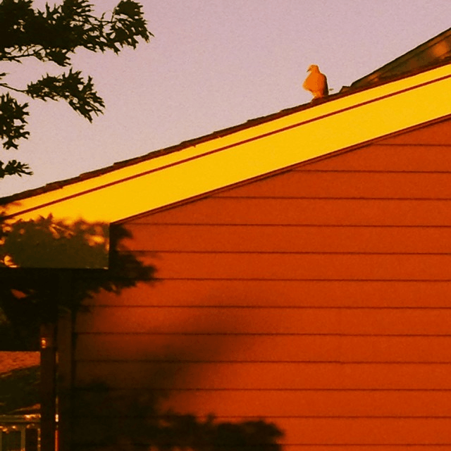 this dove was just chillin next door