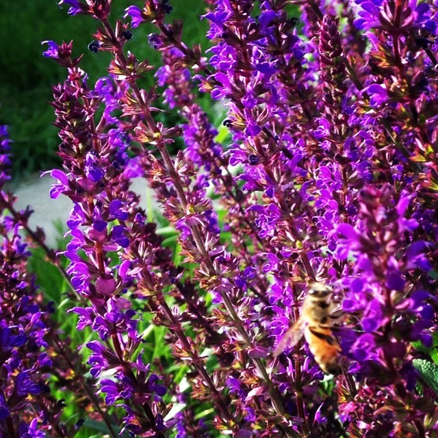 bee doing a little farmin