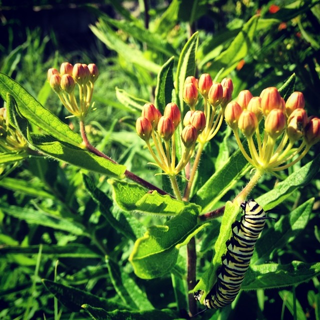 monarch caterpillar