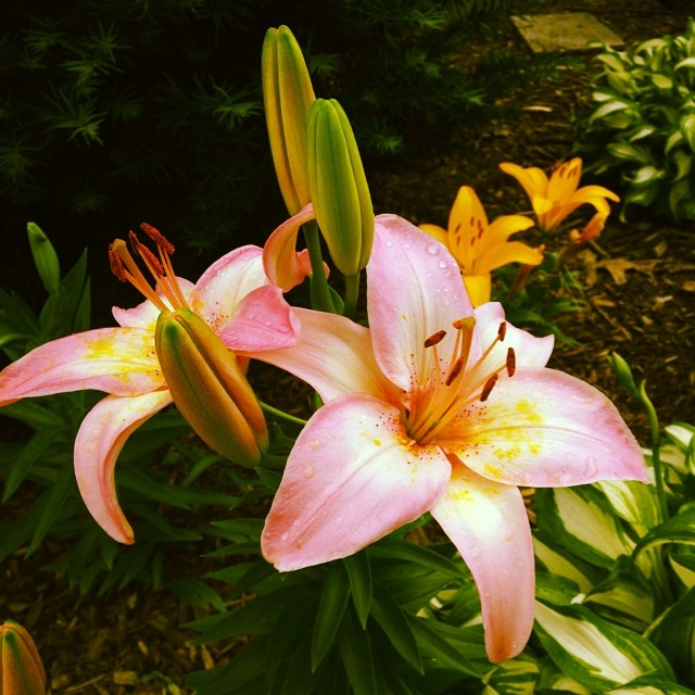 my daily flowers from the yard photo