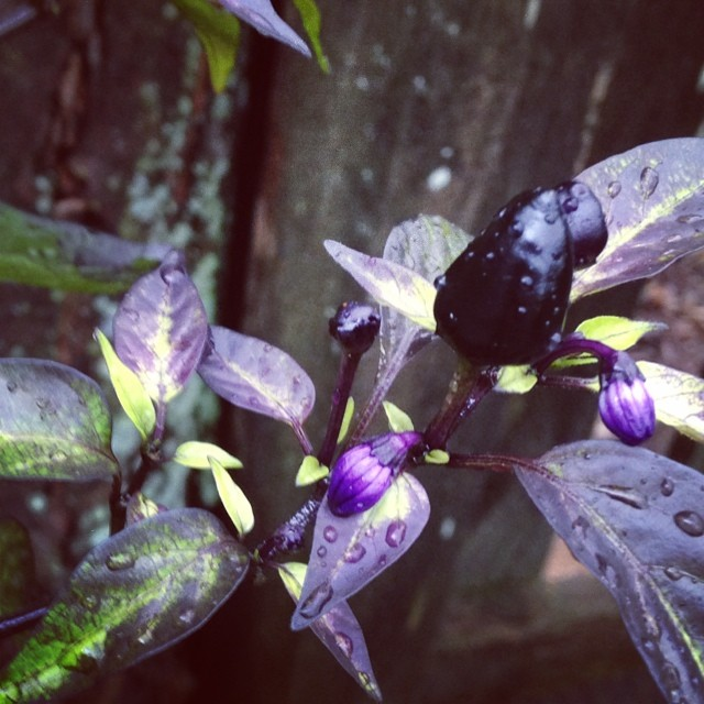 my pepper plant got too much water