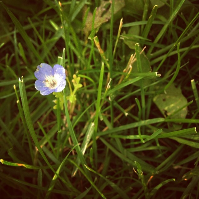 so i planted all these wild all over the yard last year