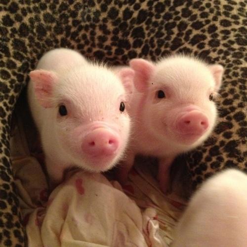 dual baby pigs