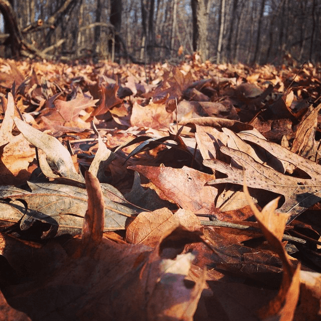 leaves on our hike