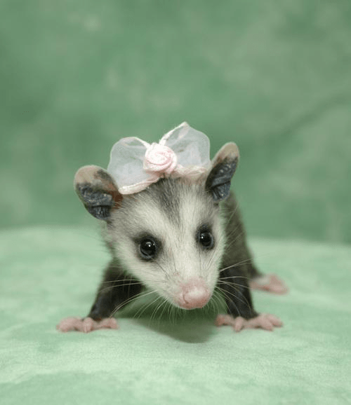 opossum in a bonnet