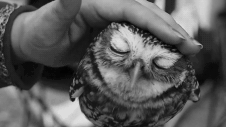 cutest owl youll ever see being pet