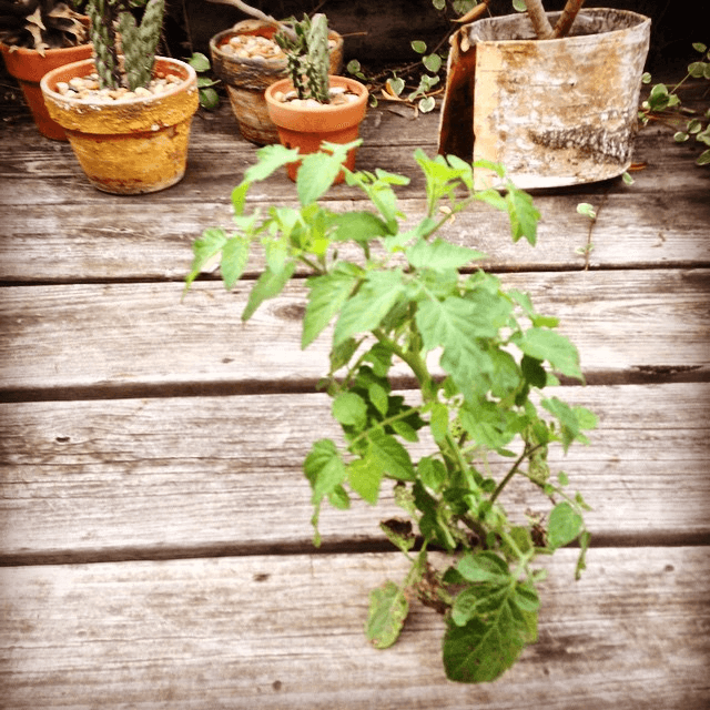 volunteer deck tomato