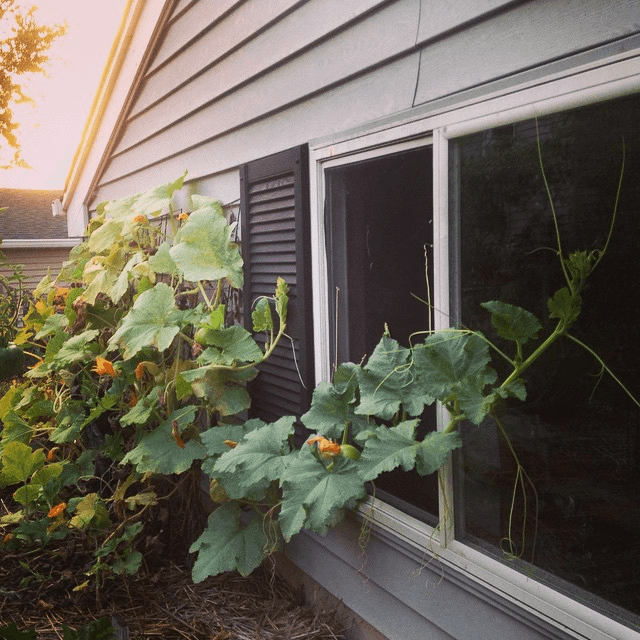 volunteer garage pumpkin