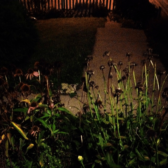 the daisies are all gone