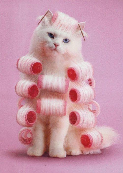 cat with curls