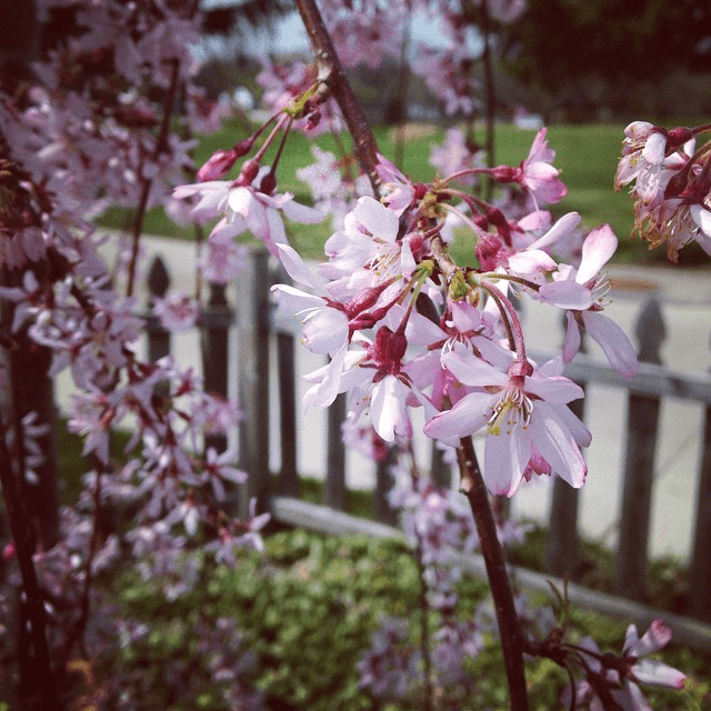 cherry willow in full bloom