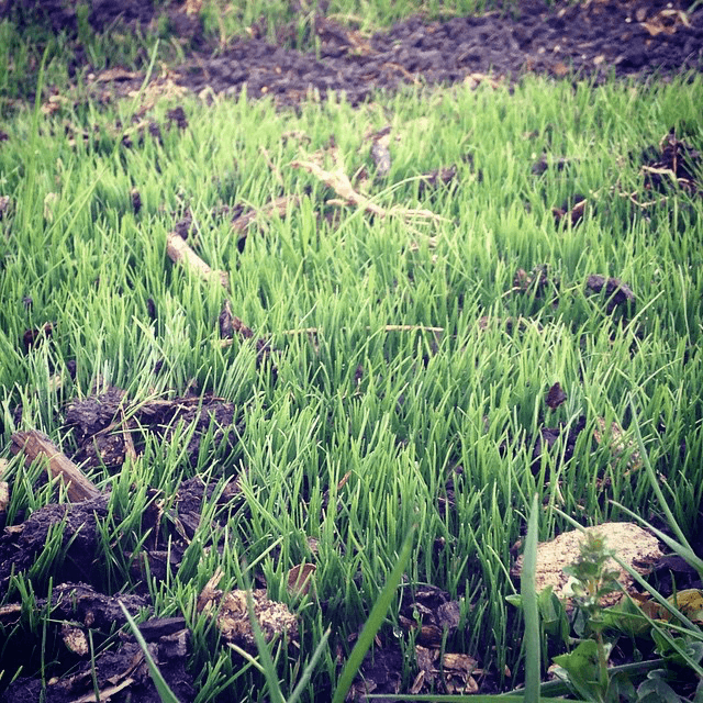 growing grass