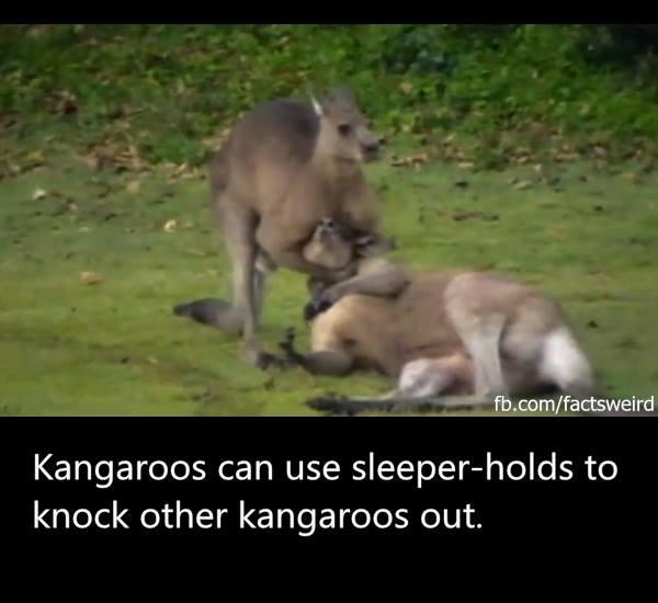 kangaroo sleeper hold