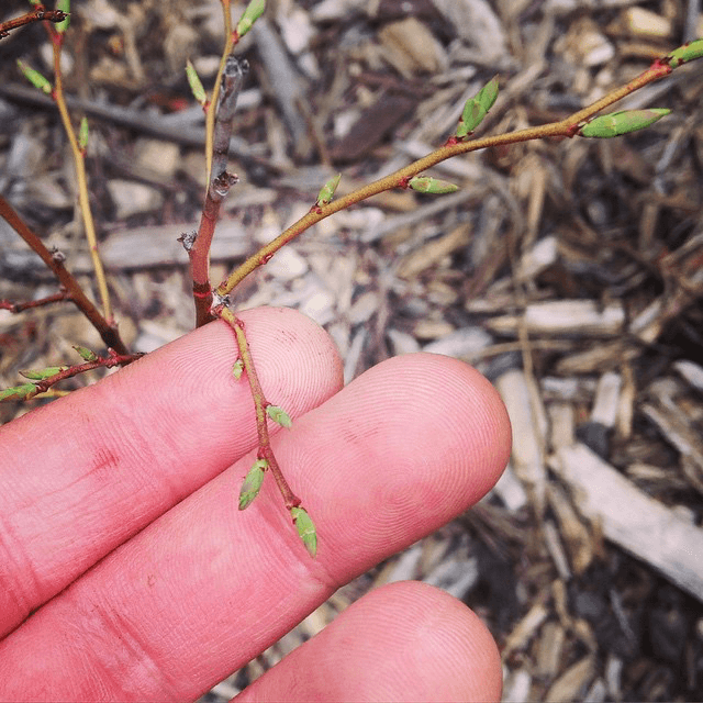 my berry bush survived the bullshit winter