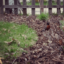 robin waiting for worms