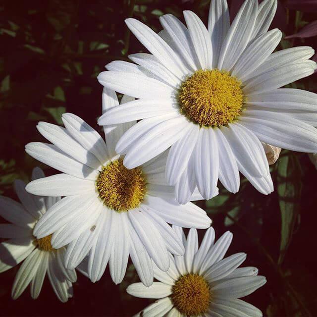 A handful of Daisies