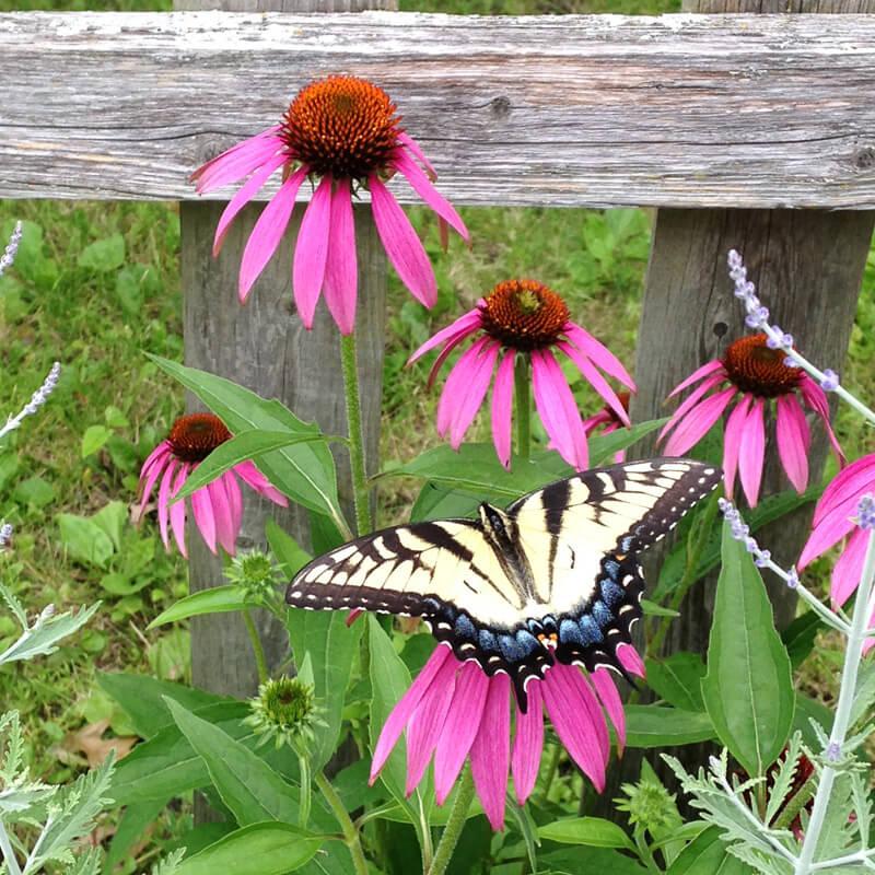 Eastern Swallowtail butterfly