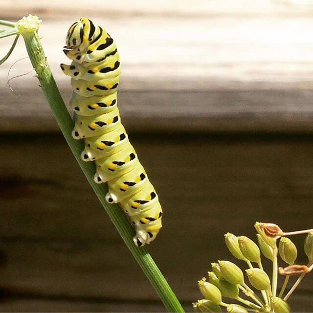 Eastern Swallowtail caterpillar still chilling on the dill plant