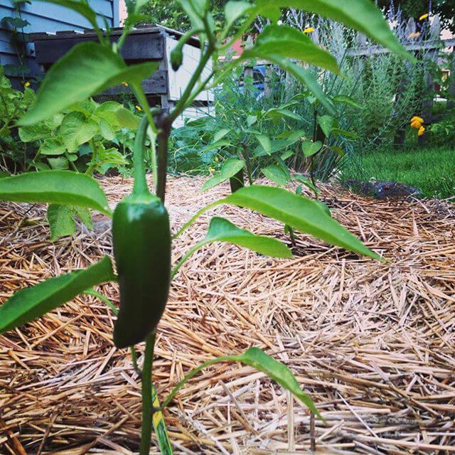 Jalapeno - we got four of them in the garden