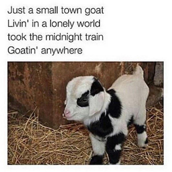 Just a small town goat living in a lonely world