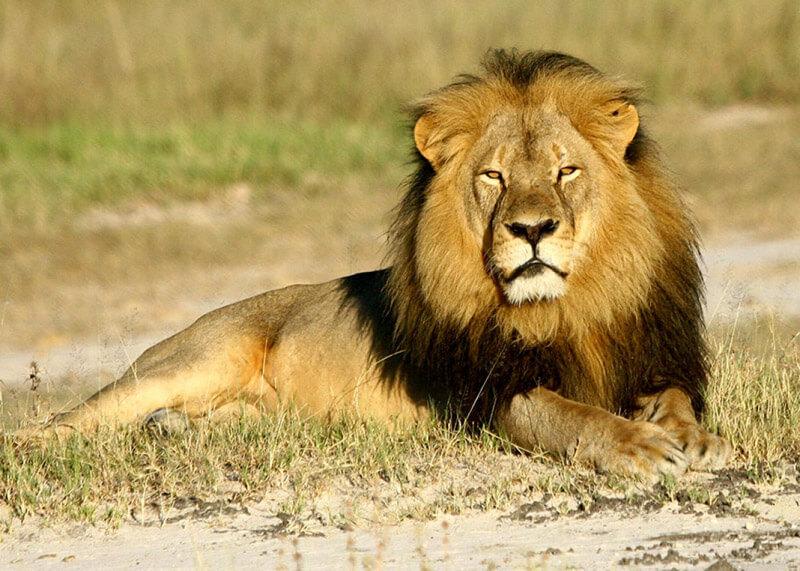 RIP Cecil the lion