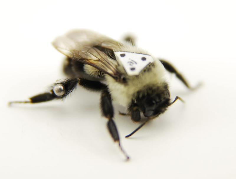 Bumblebees Alter Their Flight Plans Depending On The Cargo They're Carrying