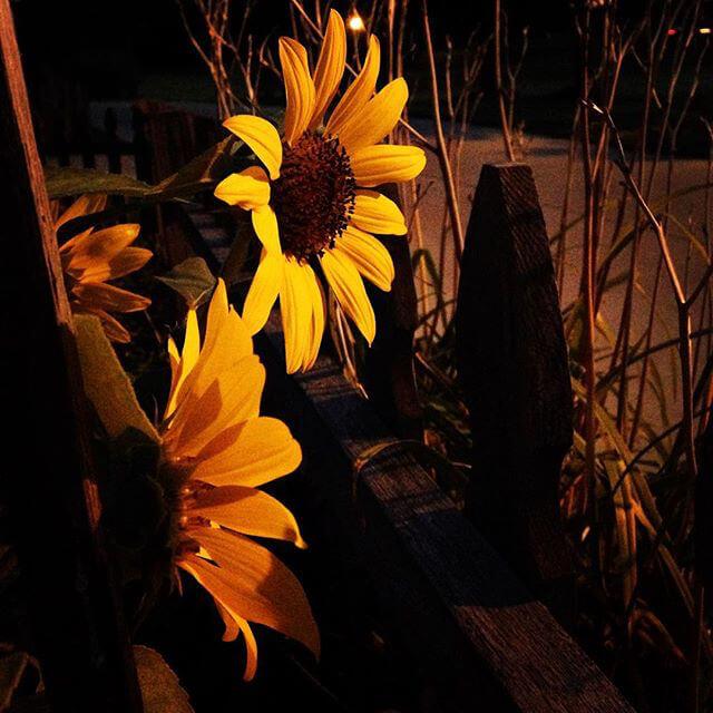 sunflowers after sunset