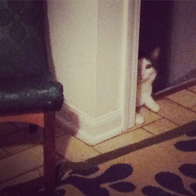 im not even kidding about the cat