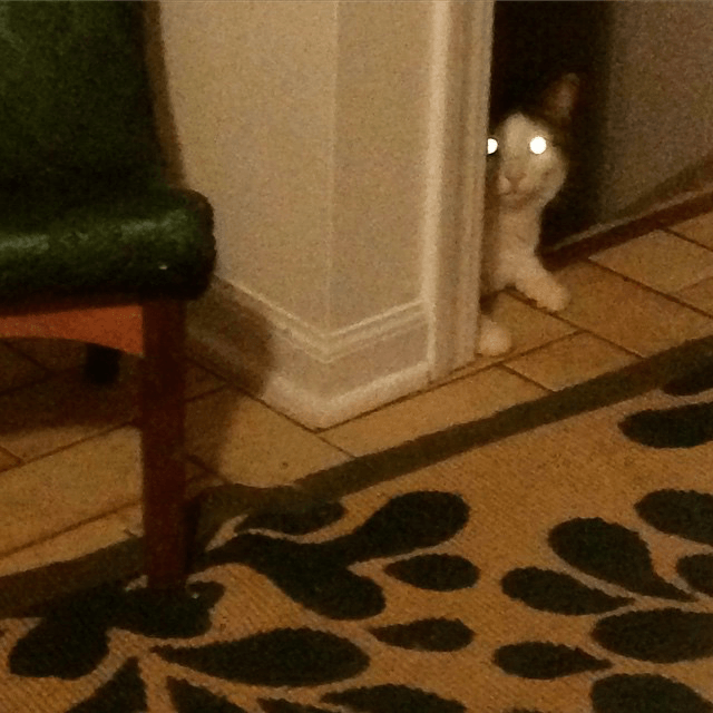peeps our cat is now evil