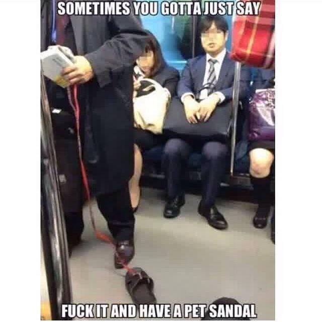 pet sandal