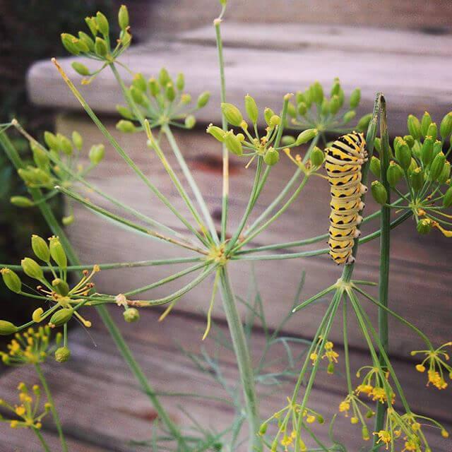 A little Eastern Swallowtail caterpillar chilling on a dill plant