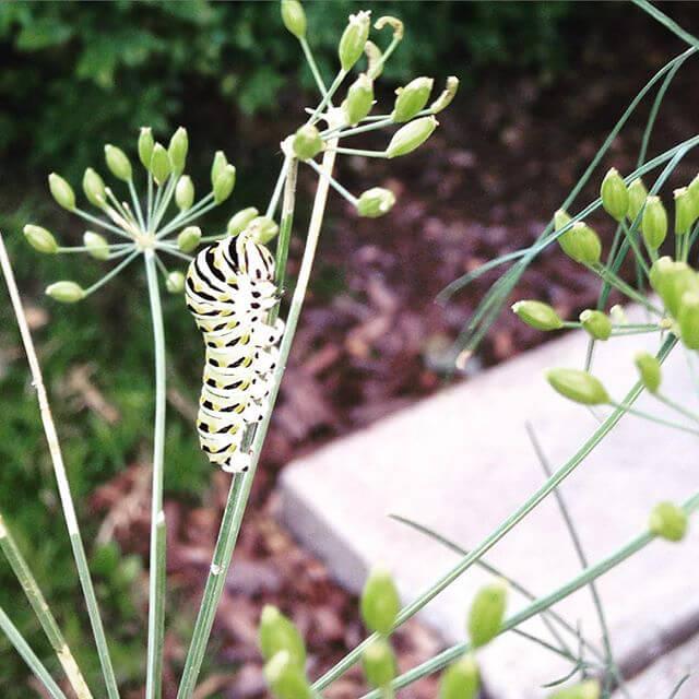Another Eastern Swallowtail caterpillar chilling on another dill plant