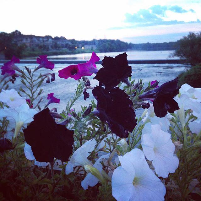 Black flowers along the river to match my soul