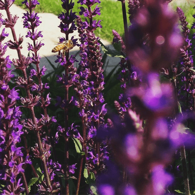 A little bee doing some morning farming