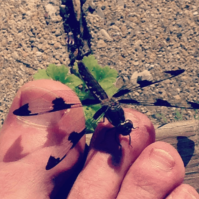 Dragonfly landed on my toe