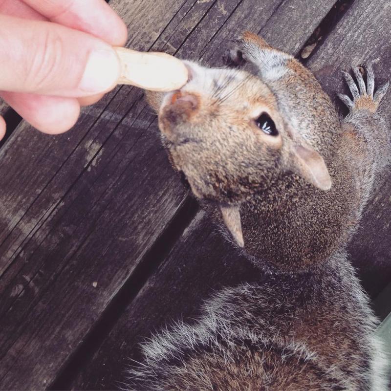Fearless the squirrel needed a peanut