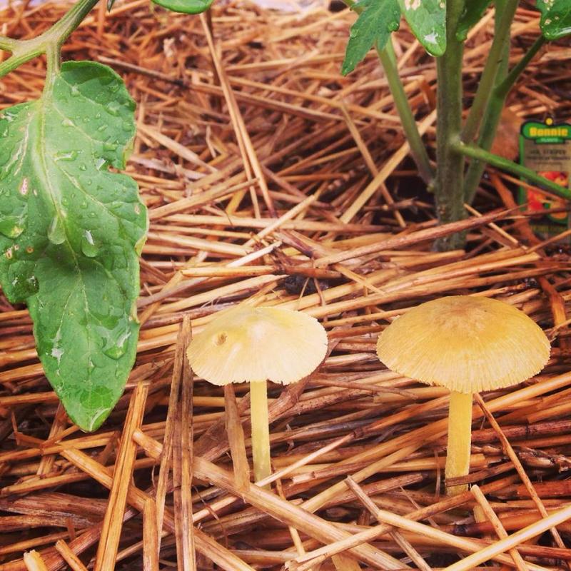 Morning mushrooms