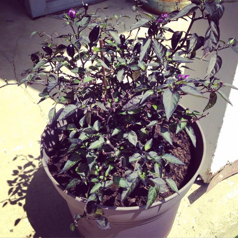 New pot for the pepper plant
