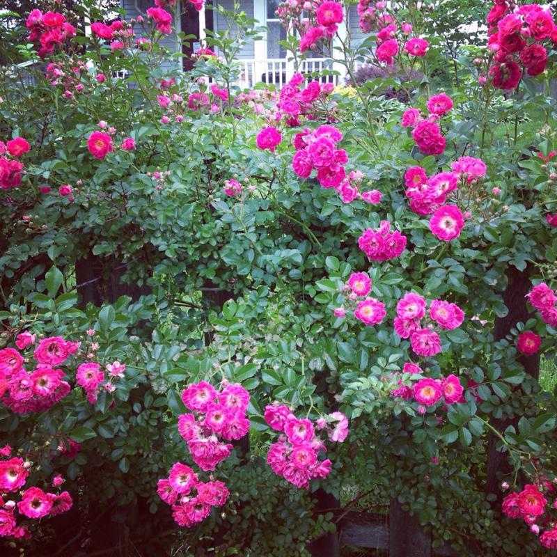 Peeps  the rose bush wishes you a wonderful evening