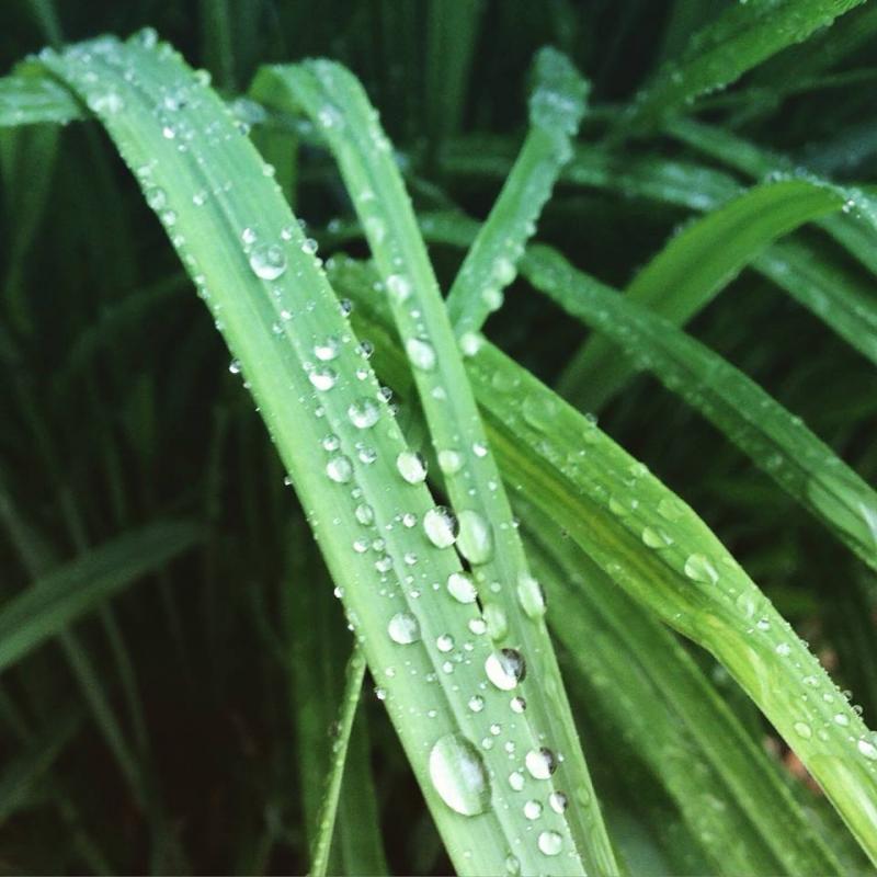 Rain drops or tentacle suckers